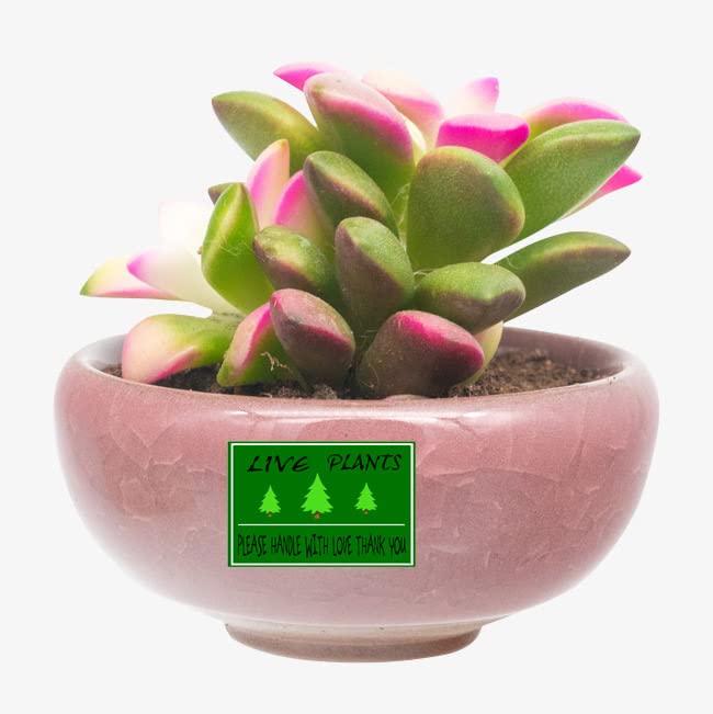 YOUOK Green Live Plants Stickers Labels, 2×3 Inch Please Handle with Love Labels Thank You Shipping for Warehouse Pallet(300 Pcs) (YOUOK220318001)