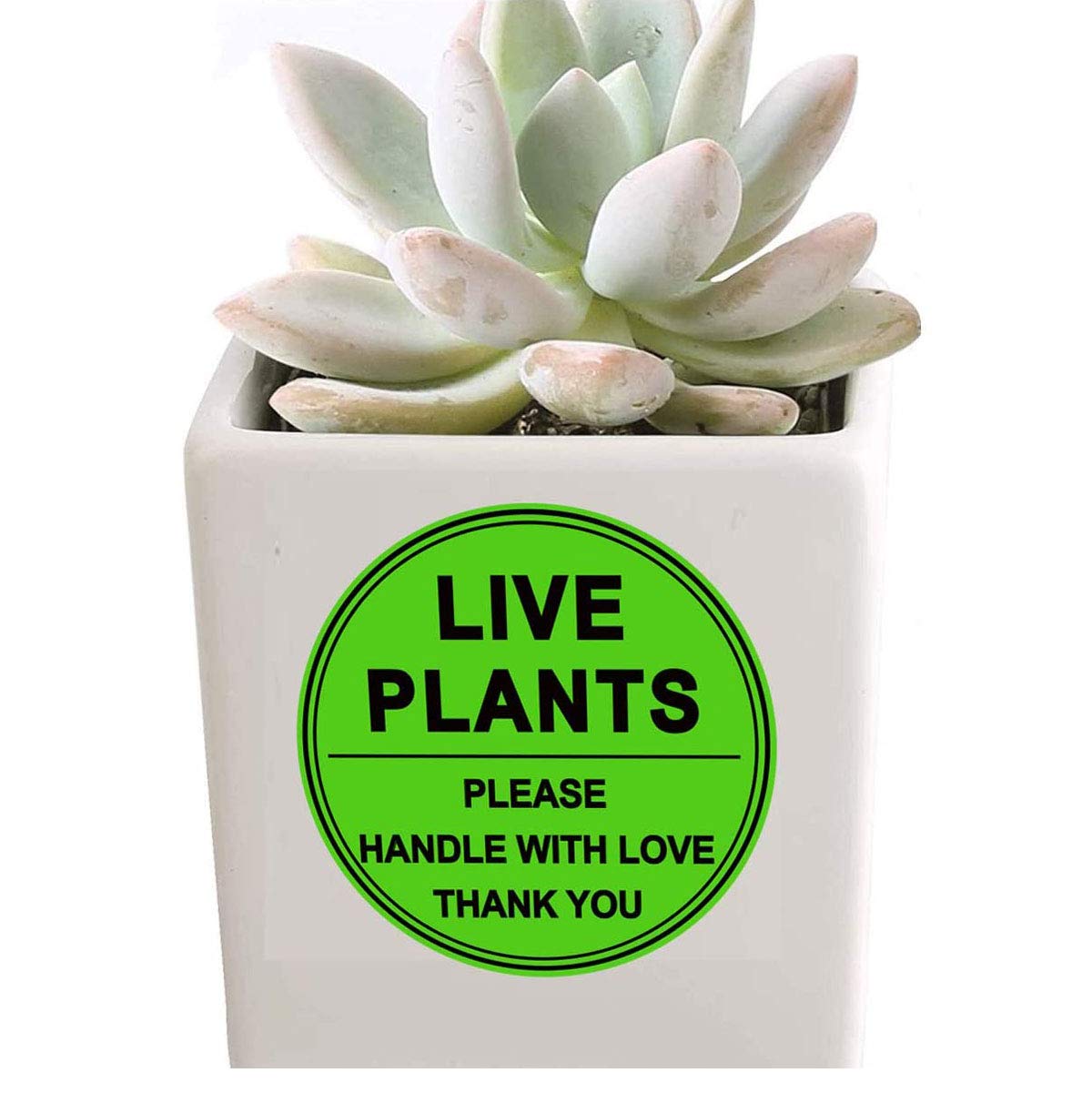 3 Inch Live Plants/Handle with Love Stickers - Green Fragile Handling Shipping Warehouse Pallet Stickers 250 Adhesive Labels (Green)