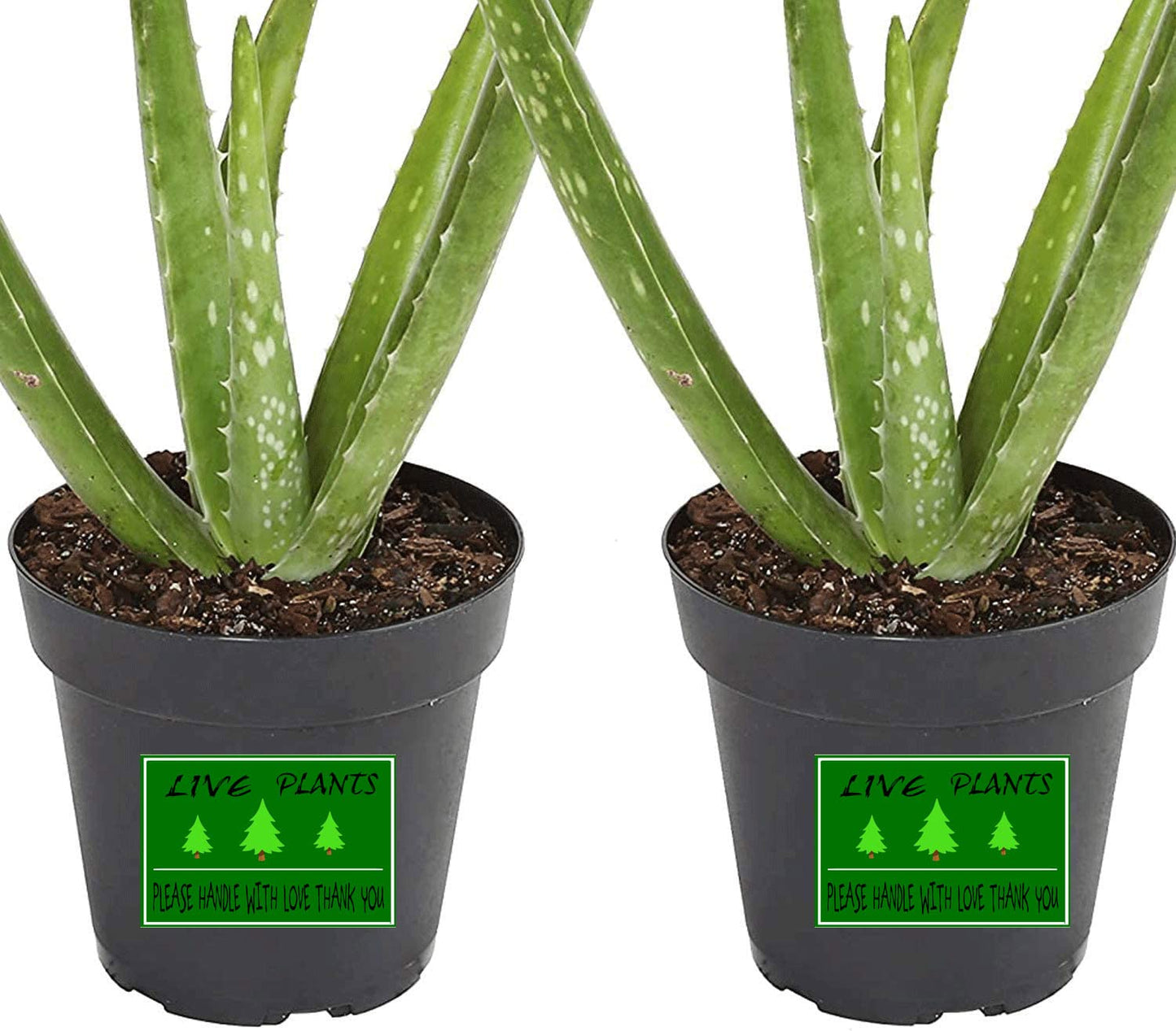 YOUOK Green Live Plants Stickers Labels, 2×3 Inch Please Handle with Love Labels Thank You Shipping for Warehouse Pallet(300 Pcs) (YOUOK220318001)