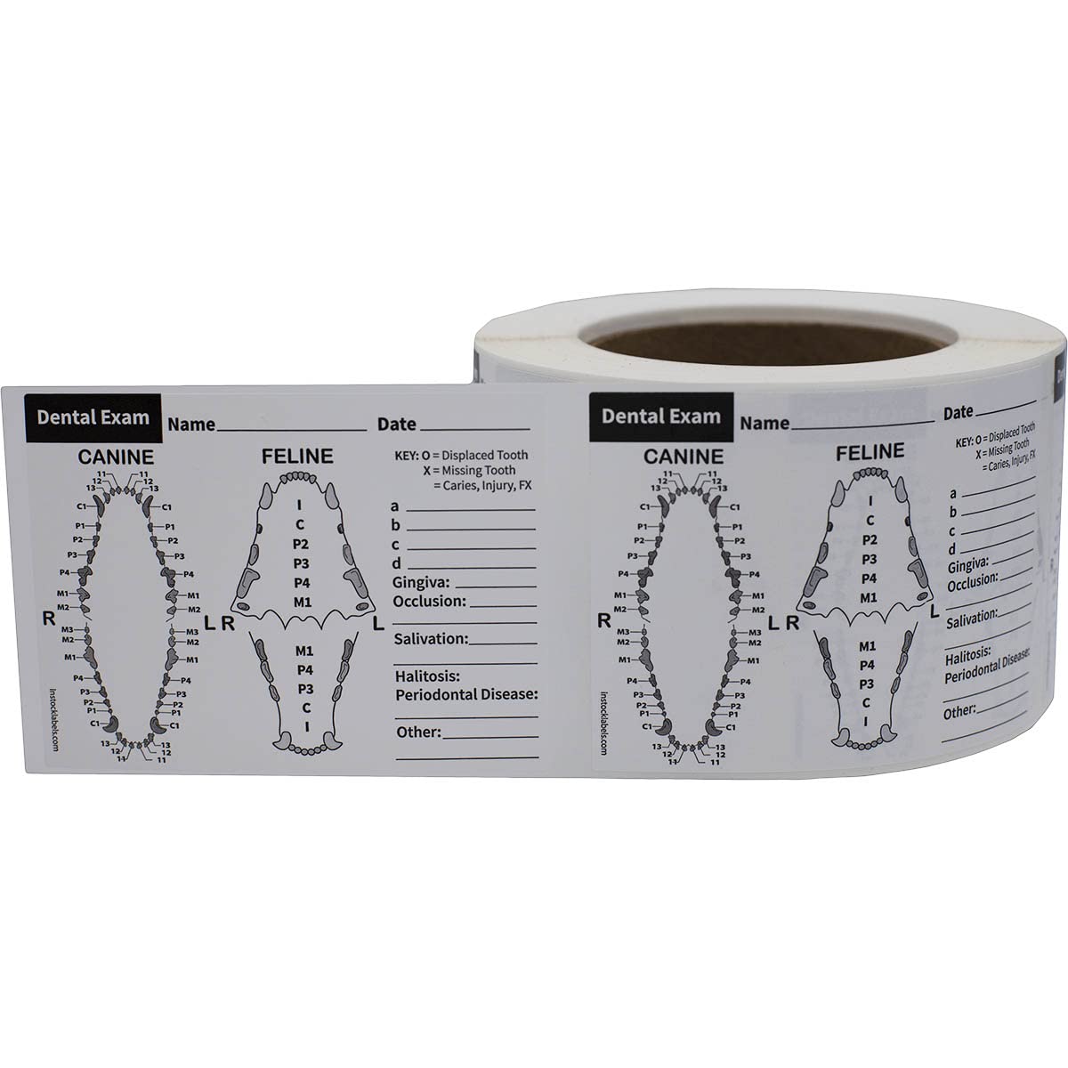 Canine and Feline Dental Exam Veterinary Labels 3 x 4 Inch 100 Total Stickers