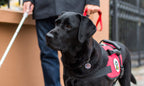 Dynotag® Web Enabled Service Dog Smart Medical ID/Emergency Information - White Round Steel Tag - 30 mm. with DynoIQ™ & Lifetime Service.