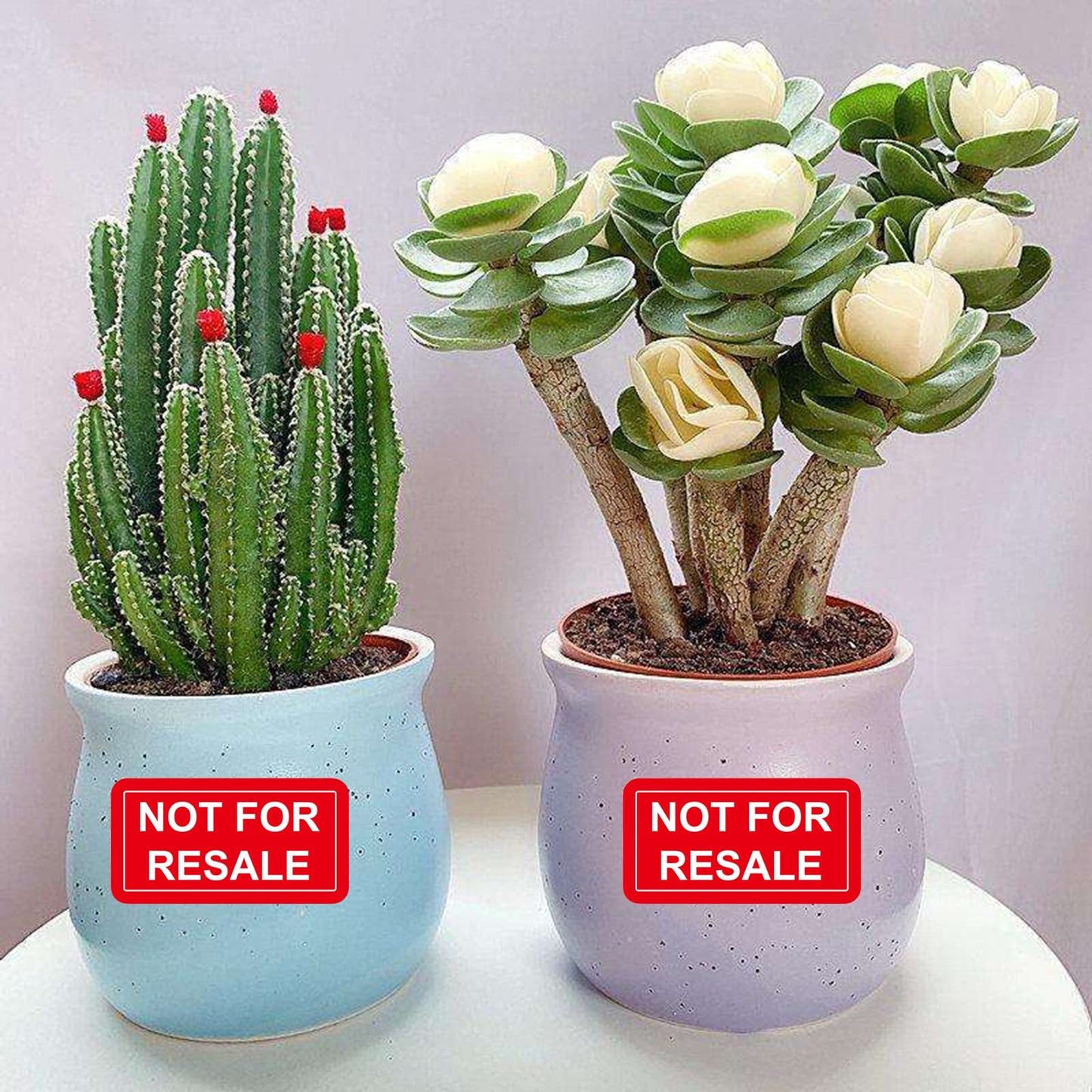 Not for Resale Stickers 1 x 2 Inch Not for Resale Labels for Inventory,Retail Store,Sample,Showcase Products 500 Pcs Per Roll Inventory Stickers